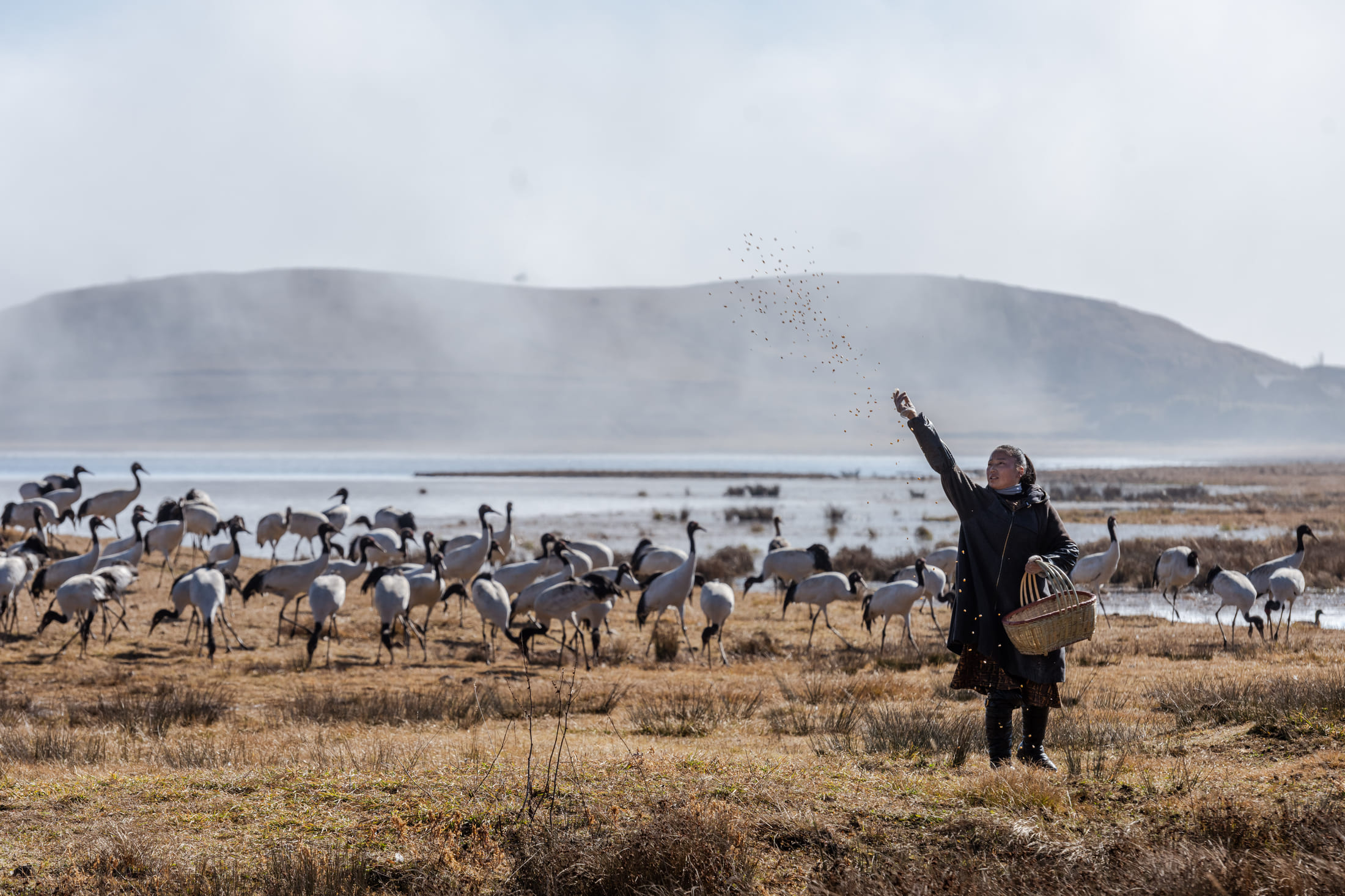 Chen Guanghui feeds black-necked cranes at Dashanbao National Nature Reserve, Zhaotong, Yunnan Province