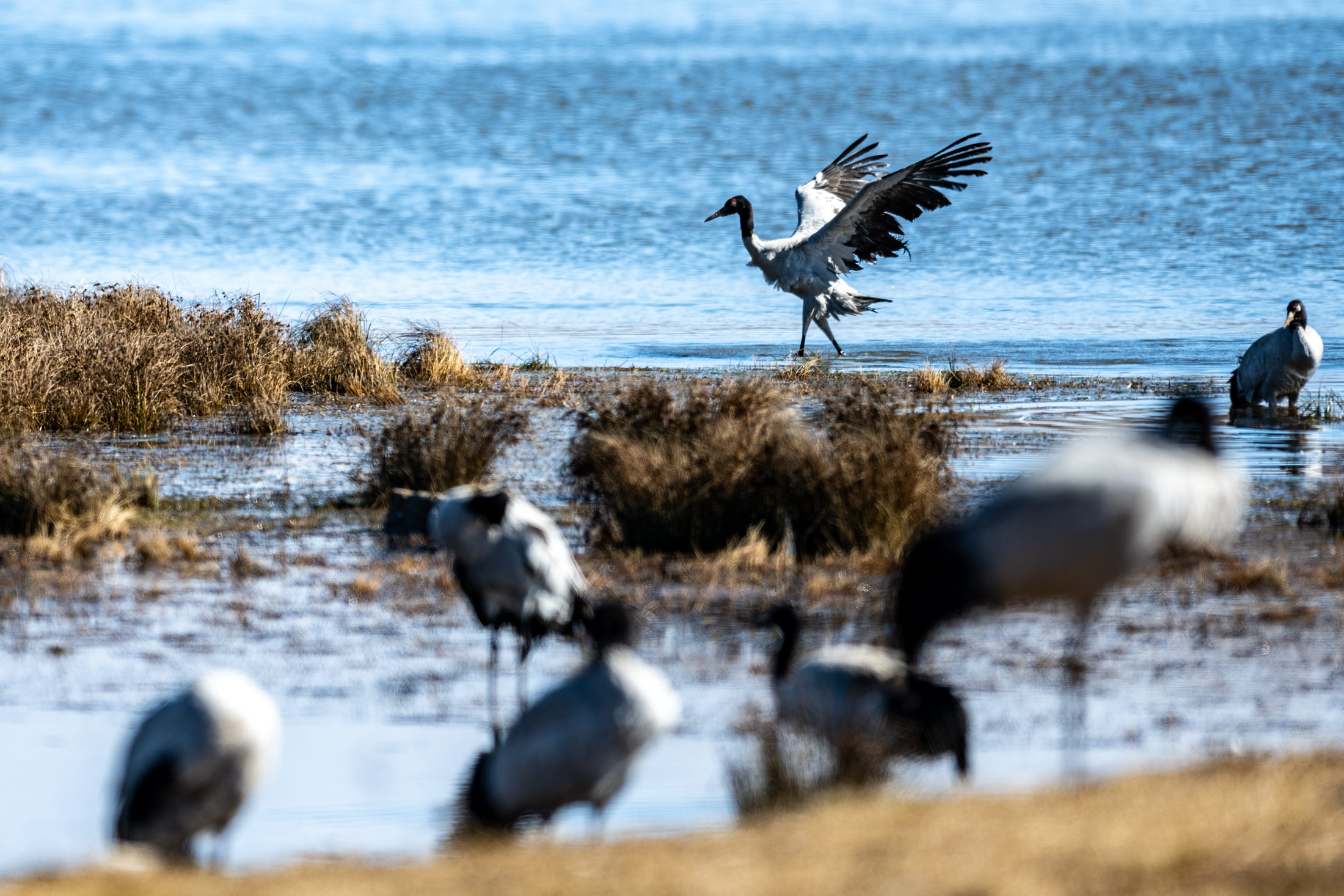 Black-necked cranes at Dashanbao National Nature Reserve, Zhaotong, Yunnan Province