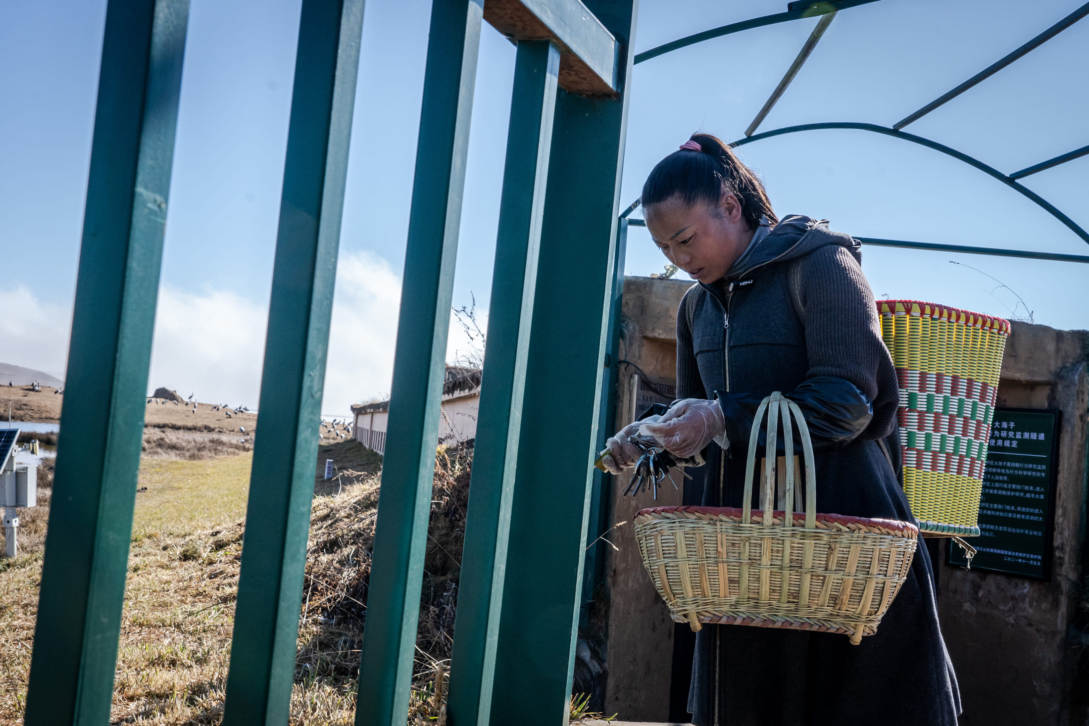 Chen Guanghui prepares to feed black-necked cranes at Dashanbao National Nature Reserve, Zhaotong, Yunnan Province