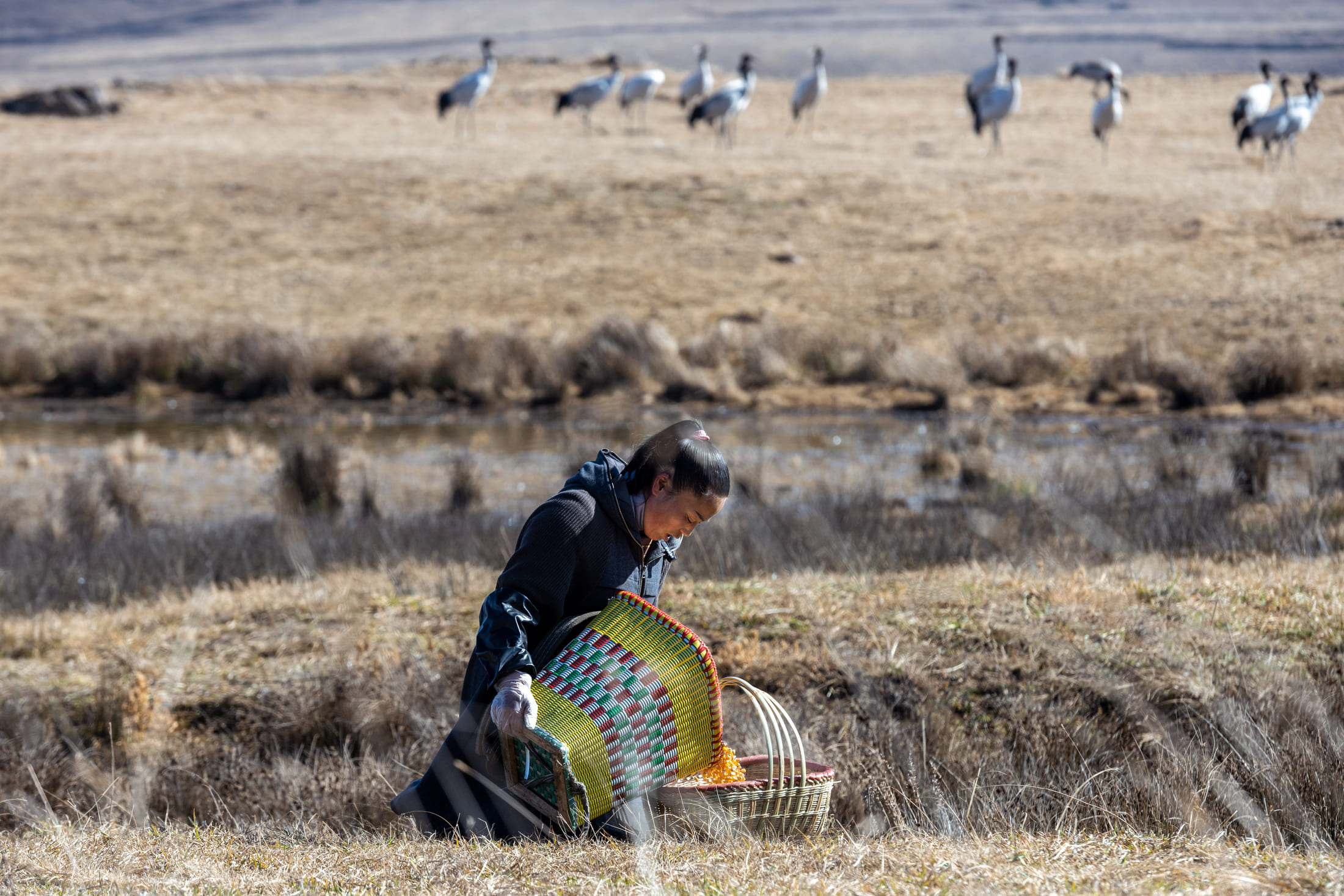 Chen Guanghui carries grain for black-necked cranes at Dashanbao National Nature Reserve, Zhaotong, Yunnan Province