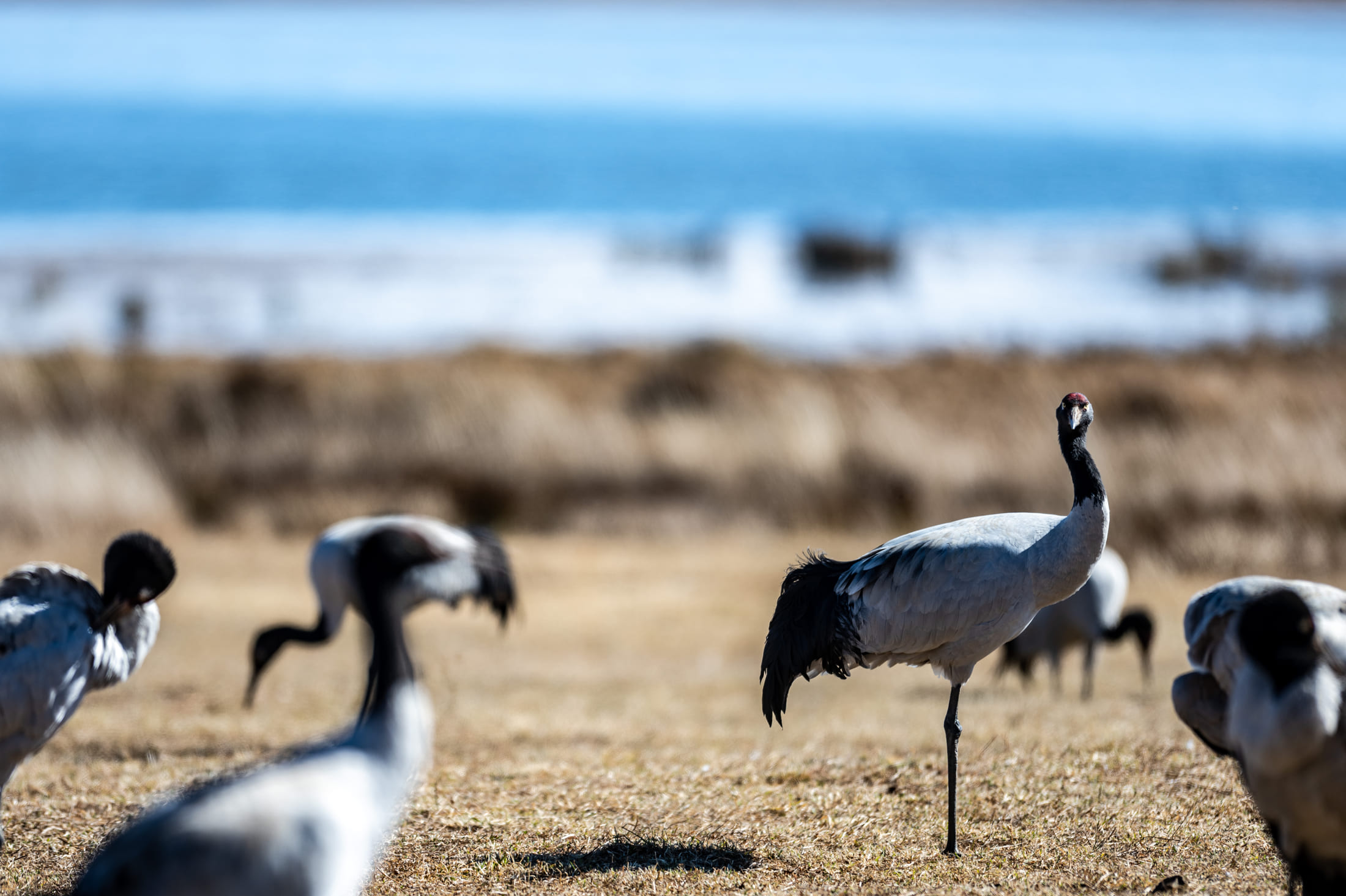 Black-necked cranes at Dashanbao National Nature Reserve, Zhaotong, Yunnan Province
