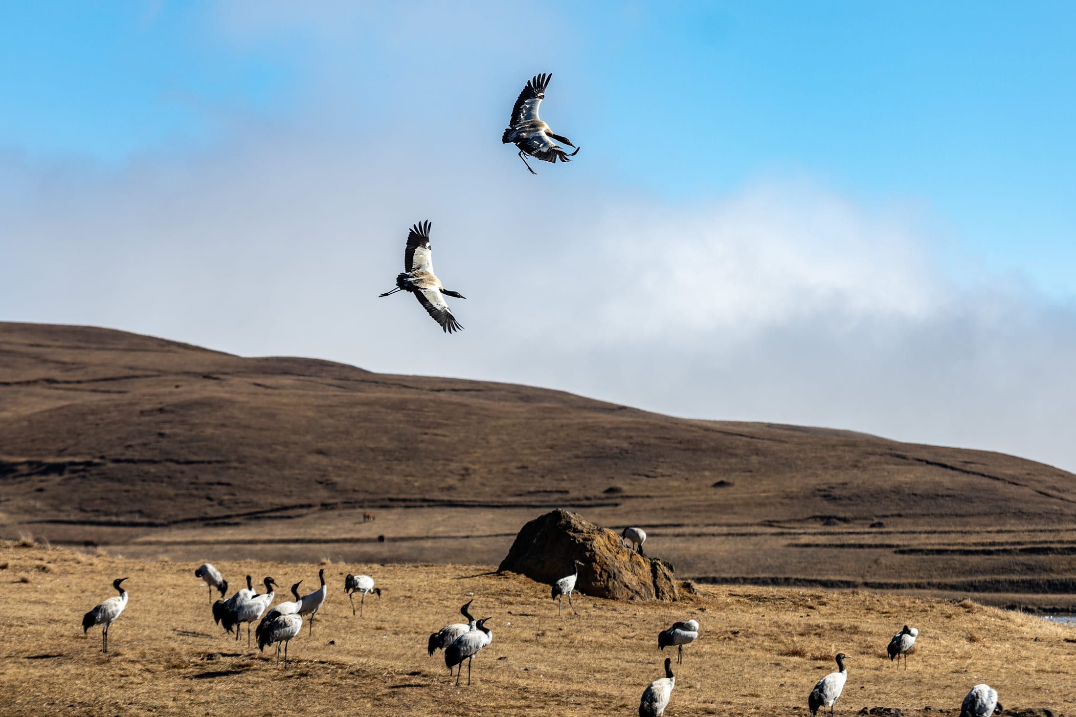 Black-necked cranes at Dashanbao National Nature Reserve, Zhaotong, Yunnan Province