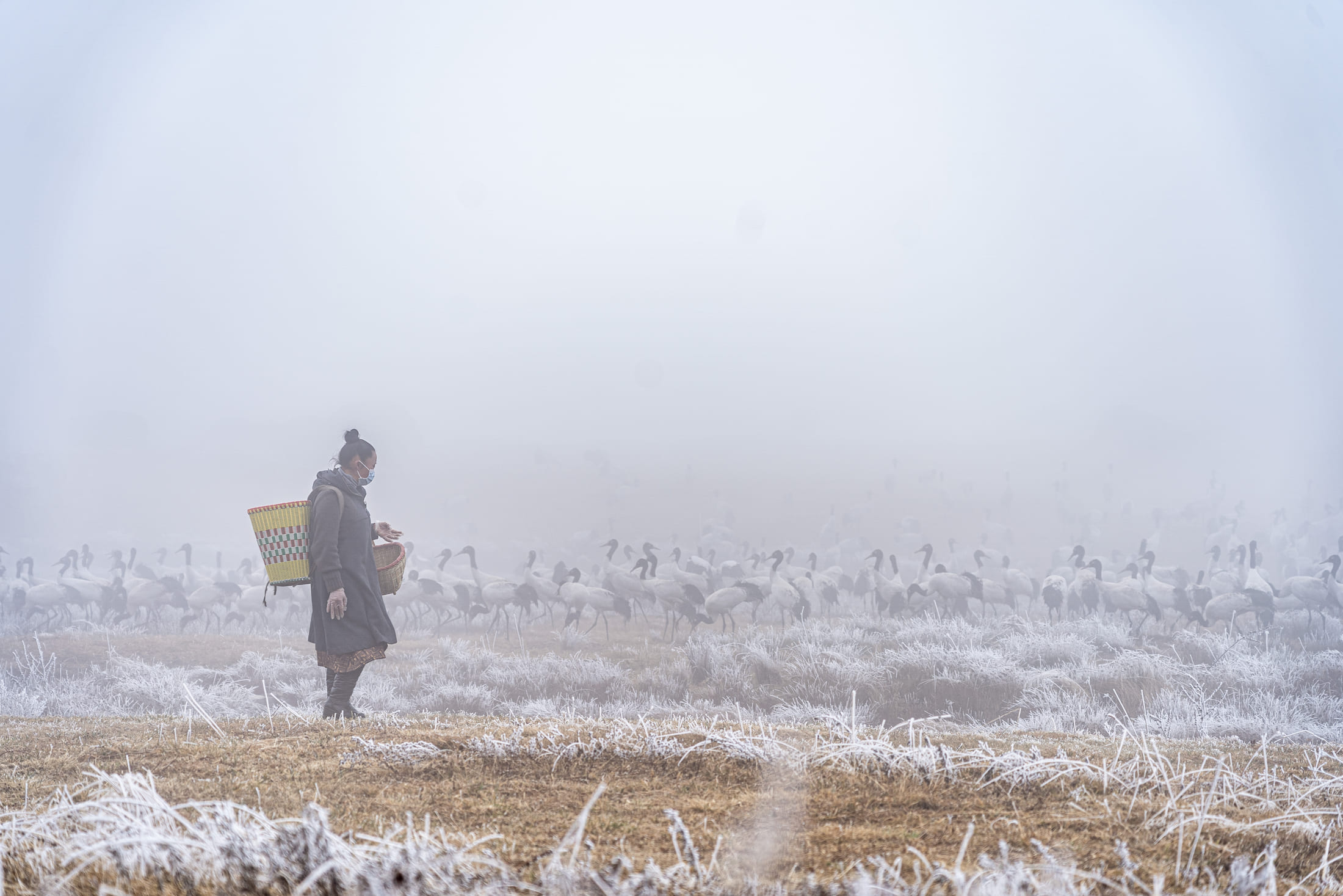 Chen Guanghui feeds black-necked cranes at Dashanbao National Nature Reserve, Zhaotong, Yunnan Province