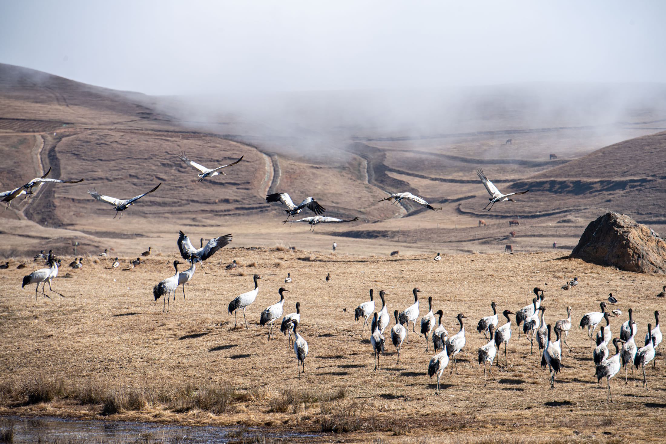 Black-necked cranes at Dashanbao National Nature Reserve, Zhaotong, Yunnan Province